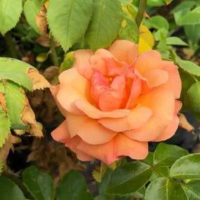 Summer Beauty Rose (Rosa Summer Beauty) 2